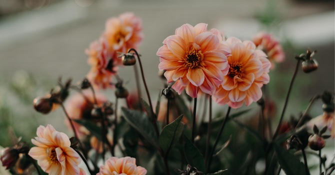 Accessing Psychiatric Services